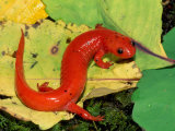Buy Mud Salamander (Pseudotriton Montanus). Eastern USA at AllPosters.com