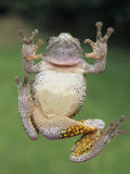 A Gray Tree Frog, Pads Visible