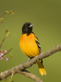 Baltimore Oriole, Icterus Galbula, Eastern USA