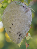 Bald-Faced Hornet Hive