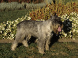 Standard Schnauzer Variety of Domestic Dog