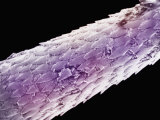 Buy Quill, Boston Museum of Science at AllPosters.com