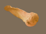 Early Tadpole Formation During Frog Development