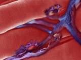 Motor Nerve and Two End Plates on Adjacent Muscle Fibers