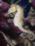 Buy Seahorse (Hippocampus) at AllPosters.com