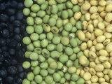 Bean Varieties: Left- Lammer