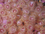 Strawberry or Club-Tipped Sea Anemones (Corynactis Californica), Central California, USA