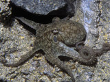 Two-Spotted Octopus (Octopus Bimaculatus) Southern California, USA
