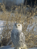 Snowy Owl Protectively Colored on Snowy Ground, Nyctea Scandiaca, North America