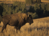 Bison (Bison Bison), Montana