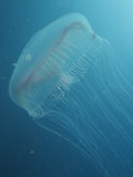 Sea Jelly or Jellyfish Hydromedusa, Aequorea Victoria