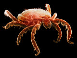 The Deer Tick, Ixodes Dammini, Is the Vector of Lyme Disease