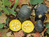 Buy Bush Winter Squash Whole and Halved, 'Emerald Buttercup' at AllPosters.com