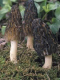 Black Morel Mushroom (Morchella Conica), Ascomycetes, North America