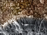 Buy Mushroom Spores (Agaricus Bisporus). Note the Thick Stromal Layer with Basidiospores at AllPosters.com