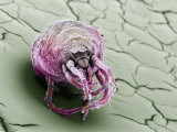 Buy A Plant Mite at AllPosters.com