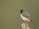 Black-Throated Sparrow, Amphispiza Bilineata, Texas, USA