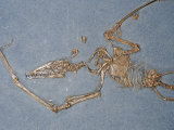 Buy Pterosaur-Flying Reptile (Campylognathoides Sp.) Triassic Period 200 M.Y.A Germany at AllPosters.com
