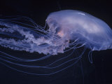 Moon Jelly (Aurelia Aurita), Temperate Seas Worldwide