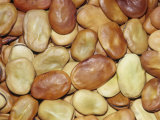 Buy Fava or Broad Beans (Vicia Faba). Native to the Mediterranean Region at AllPosters.com