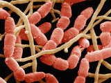 Buy Mixed Bacteria. - Sem at AllPosters.com