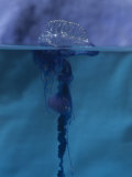 Portuguese Man-O-War Jellyfish or Siphonophore, Physalia Physalis, Hawaii, USA