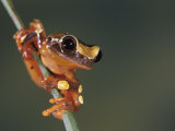 Red-Bellied Treefrog, Hyla Leucophyllata, South America