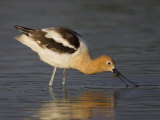 American Avocet Wading in Water and Probing for Food, Recurvirostra Americana, USA