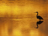 Silhouette of a Great Blue Heron, Ardea Herodias, Wading at Sunset, North America