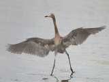 Reddish Egret Dancing Behavior, Egretta Rufescens, Florida, USA