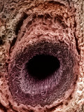 Buy A Human Arteriole Cross-Section. Arterioles are Small Branches of Arteries at AllPosters.com