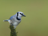 Blue Jay (Cyanocitta Cristata)