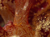 Porcelain Anemone Crab (Neopetrolisthes Maculosus) in Soft Coral