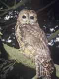 Spotted Owl (Strix Occidentalis), a Near Threatened Species, Western North America