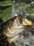 Largemouth Bass with Surface Lure