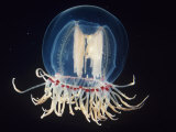 Bell Jellyfish, Polyorchis, Pacific Coast of North America