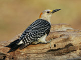 Female Golden-Fronted Woodpecker, Melanerpes Aurifrons, Texas, USA