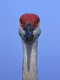 Sandhill Crane, Indian Lake Estates, Florida