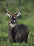 Defassa Waterbuck Head View, Kobus Ellipsiprymnus Defassa, Masai Mara, Kenya, Africa