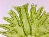 Buy Green Algae Micrasterias, a Flat Placoderm Desmid with Highly Lobed Semicells at AllPosters.com