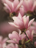 Buy Magnolia Tree Blossoms in Early Spring, USA at AllPosters.com