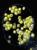 Buy Green Algae, Characiosiphon, - a Large Multinucleated Coenocytis with Numerous Chloroplasts at AllPosters.com
