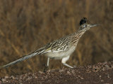 Greater Roadrunner