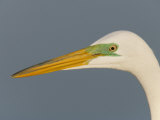 Great Egret Head Ardea Alba) in Breeding Plumage, Florida, USA