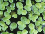 Duckweed, Lemna Minor, on a Pond Surface, North America