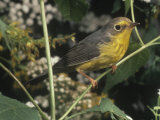 Canada Warbler (Wilsonia Canadensis). USA