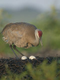 Sandhill Crane, Grus Canadensis, Male on the Nest with Eggs, North America