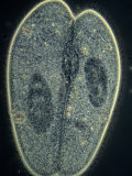 Paramecium Caudatum Ciliate Protozoa Conjugation or Sexual Reproduction. Phase Contrast