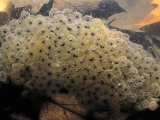Wood Frog, Rana Sylvatica, Egg Mass in a Pond