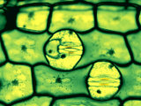 Buy Stomata in Leaf Epidermis, Open and Closed, with Guard Cells at AllPosters.com